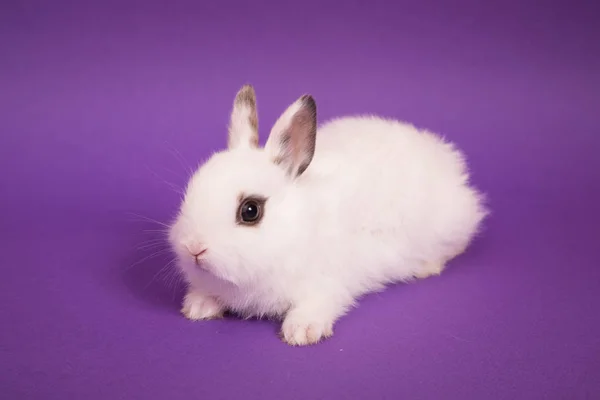 Bebé lindo conejo —  Fotos de Stock