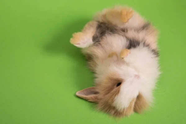 Pequeño conejo lindo mintiendo — Foto de Stock