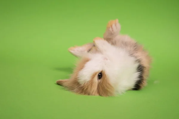 Pequeño conejo lindo mintiendo — Foto de Stock