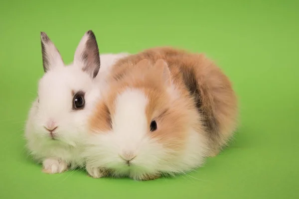 Dois coelhos pequenos — Fotografia de Stock