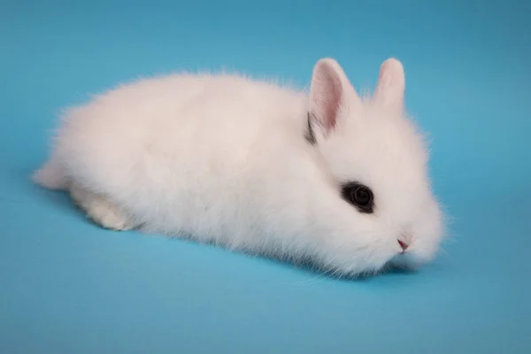 Bébé lapin mignon — Photo