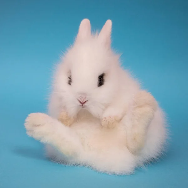 Niedliches kleines Kaninchen. — Stockfoto