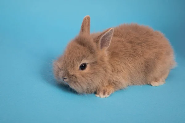 Baby süßes Kaninchen — Stockfoto