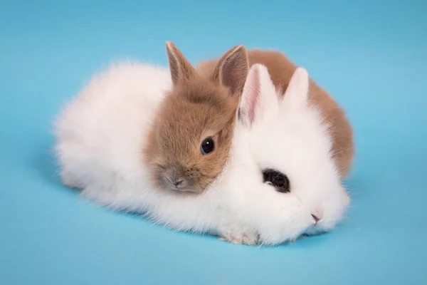 กระต่ายน้อยน่ารัก . — ภาพถ่ายสต็อก