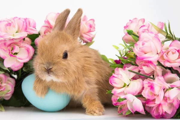 小兔子与装饰鸡蛋 — 图库照片