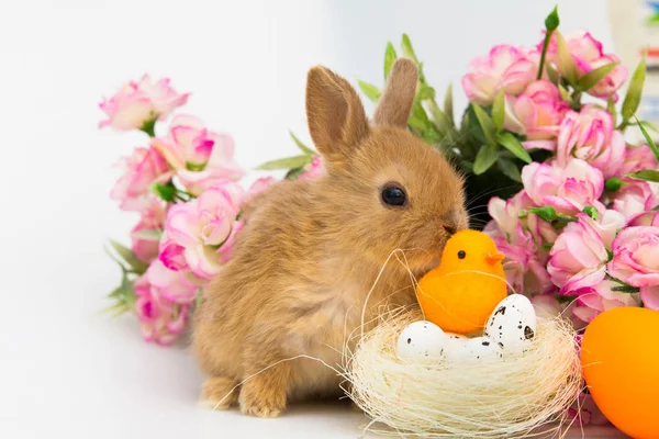 Süslenmiş Yumurta ile Little Bunny tavşan — Stok fotoğraf
