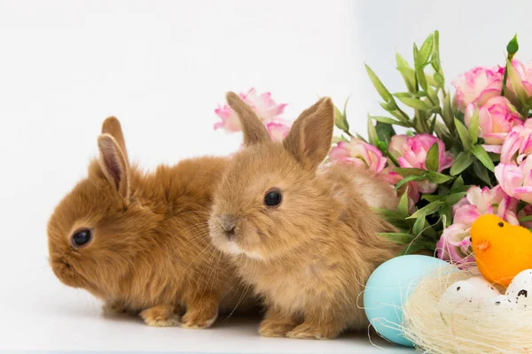 Süslenmiş Yumurta ile Little Bunny tavşan — Stok fotoğraf