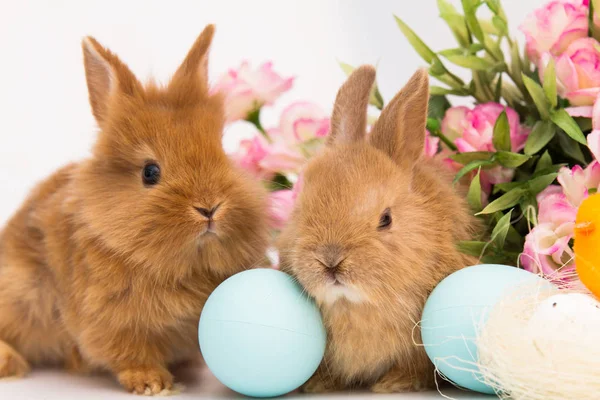 Süslenmiş Yumurta ile Little Bunny tavşan — Stok fotoğraf