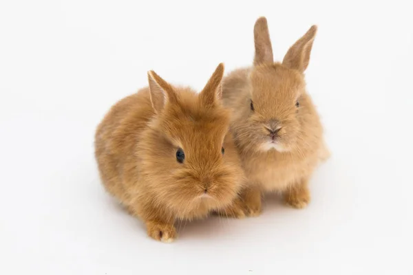 Bunny funny rabbit — Stock Photo, Image