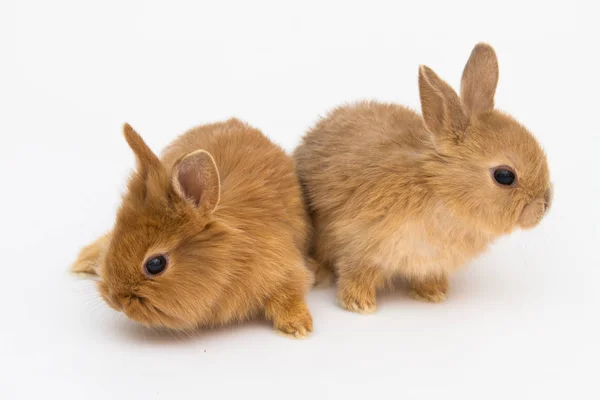 Króliczek zabawny królik — Zdjęcie stockowe