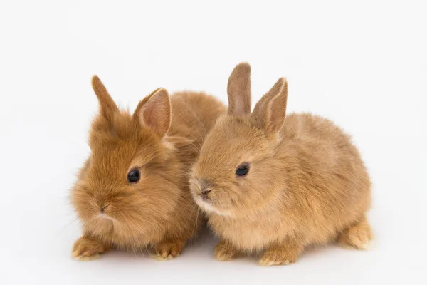 Bunny funny rabbit — Stock Photo, Image