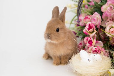 Sevimli küçük tavşan..