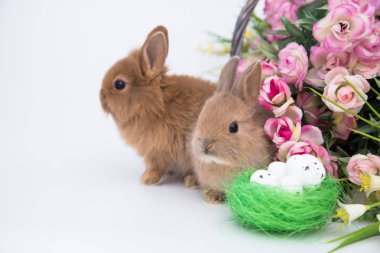 sevimli küçük tavşan