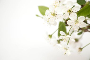 güzel kiraz çiçeği