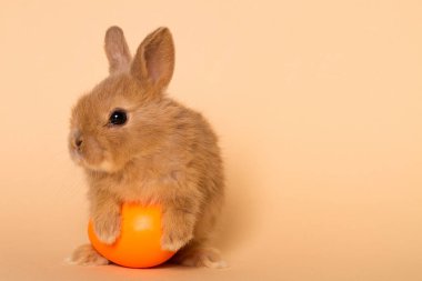 Yumurtalı Paskalya tavşanı.