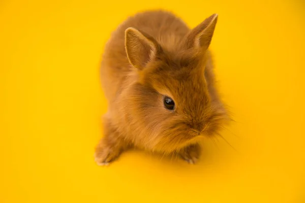 Króliczek zabawny królik — Zdjęcie stockowe