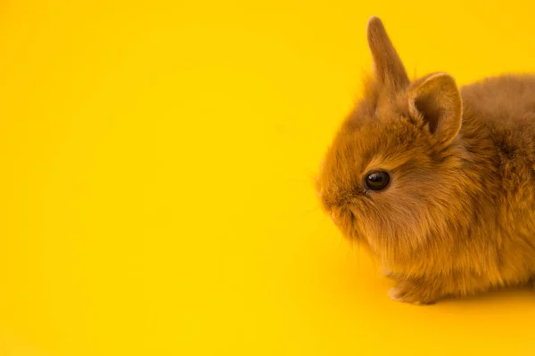 Coelho engraçado coelho — Fotografia de Stock