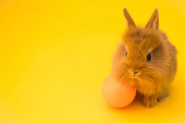 Påskhare med ägg — Stockfoto