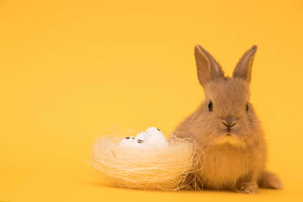 Yumurtalı Paskalya tavşanı — Stok fotoğraf