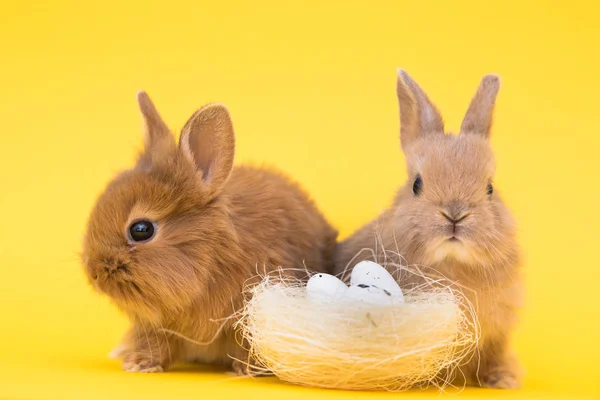 Yumurta ile Paskalya tavşan tavşan — Stok fotoğraf