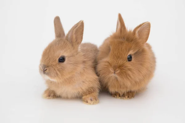 Conejito divertido conejos —  Fotos de Stock