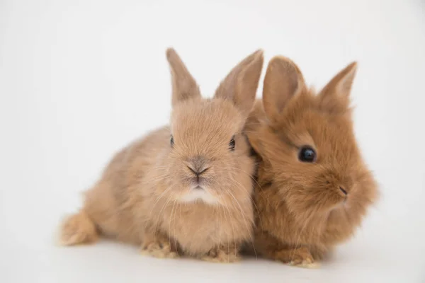 Coniglietto conigli divertenti — Foto Stock