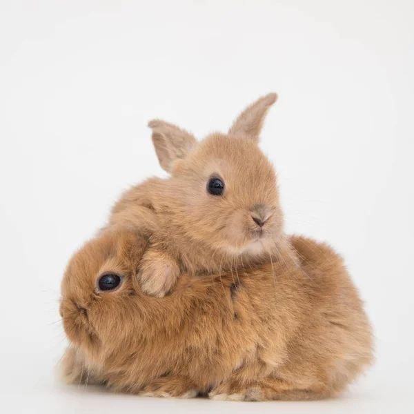 Conejito divertido conejos — Foto de Stock
