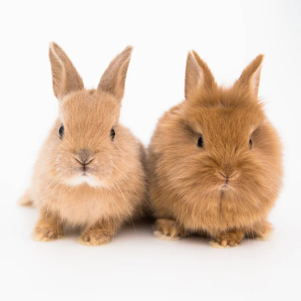 Bunny roliga kaniner — Stockfoto