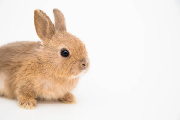 Bunny grappig konijn — Stockfoto
