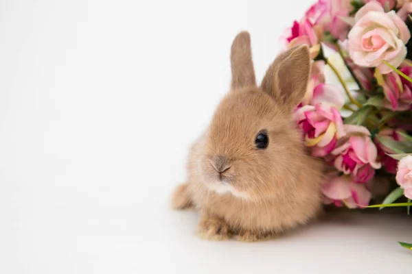 Sevimli küçük tavşan.. — Stok fotoğraf