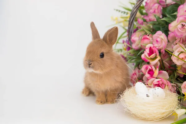Sevimli küçük tavşan.. — Stok fotoğraf