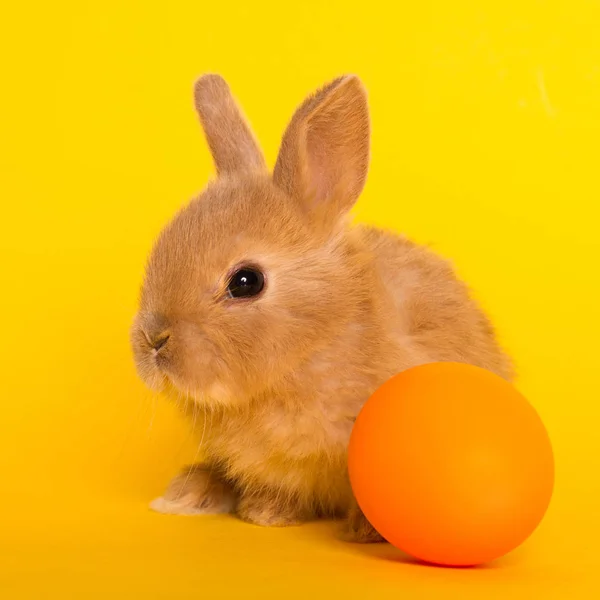 Conejo de Pascua con huevo —  Fotos de Stock