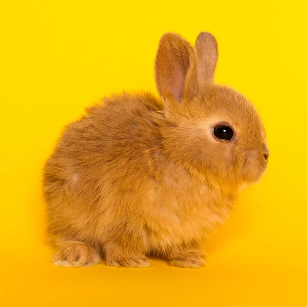 토끼 재미 토끼 — 스톡 사진