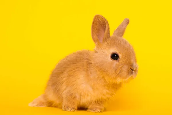 兔子搞笑兔子 — 图库照片