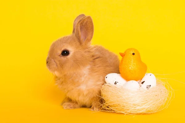 Yumurtalı Paskalya tavşanı — Stok fotoğraf