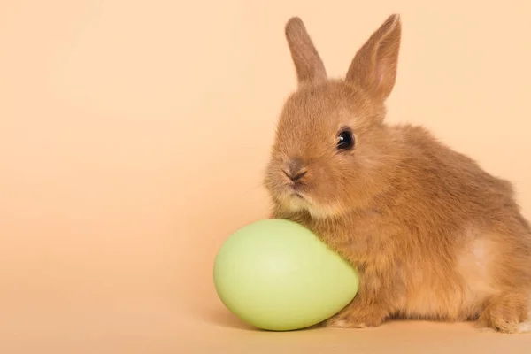 Påskhare med ägg. — Stockfoto