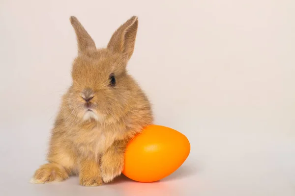 Conejo de Pascua con huevos . —  Fotos de Stock