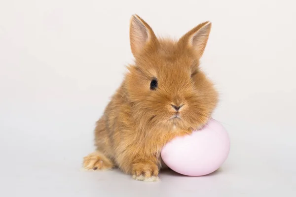 Påskhare med ägg. — Stockfoto