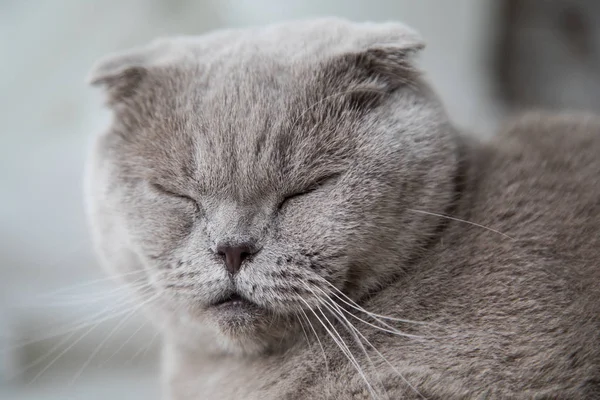 Gato doméstico relajado en casa. —  Fotos de Stock