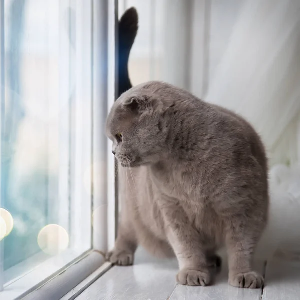 집에서 휴식을 취하고 있는 집고양이. — 스톡 사진