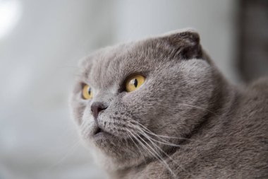 Evde rahat bir kedi var..