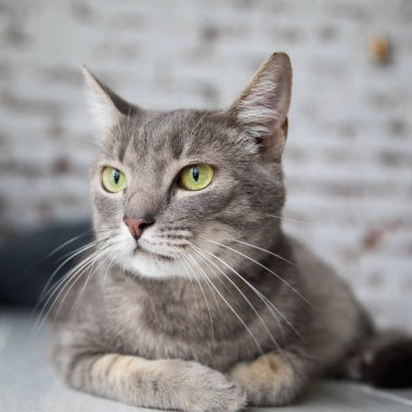 Evde güzel komik kedi.