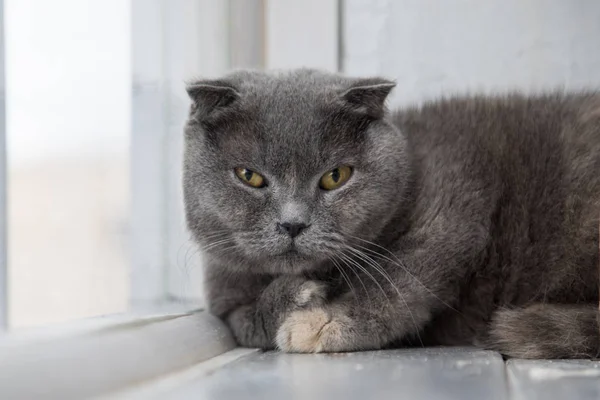 Смешная домашняя кошка . — стоковое фото