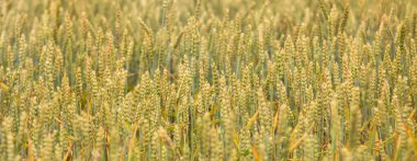 Günbatımı arkaplanındaki buğday alanı