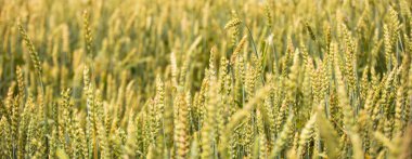 Günbatımı arkaplanındaki buğday alanı