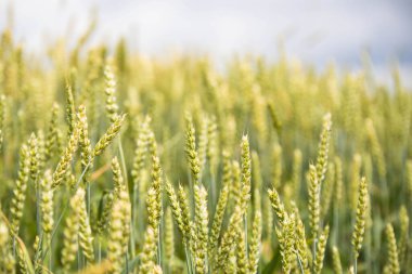 Günbatımı arkaplanındaki buğday alanı