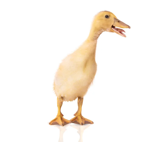 Patito sobre un fondo blanco — Foto de Stock