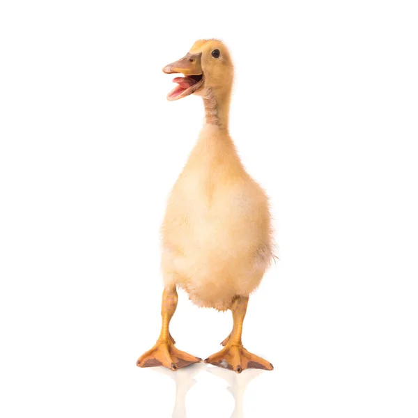 Patito sobre un fondo blanco — Foto de Stock