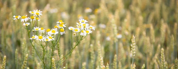 Günbatımı arkaplanındaki buğday alanı — Stok fotoğraf