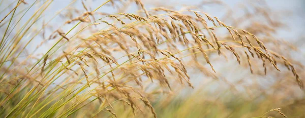 Wild gras landschap zonsondergang achtergrond. — Stockfoto